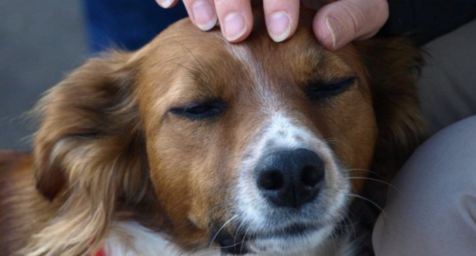 Accarezzare Il Cane Prima Di Lasciarlo Solo Fa Bene Alla Salute