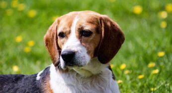 Il Beagle e le sue due varietà