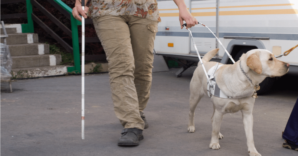 Cane Guida Non - Tecnologia E Ambiente