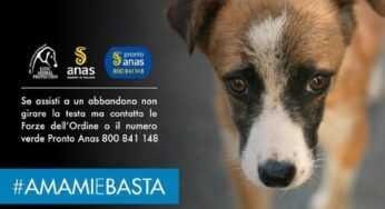 AMAMIeBASTA: la campagna contro l’abbandono di cani e gatti