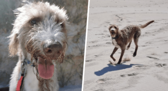 Maltrattato per tutta la vita, cane cieco va per la prima volta al mare