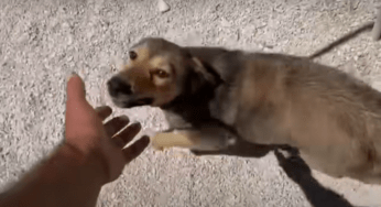 Liberato dopo una vita passata in catene: ora sa camminare solo in cerchio (VIDEO)