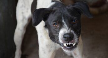 Nuovo studio dimostra che l’aggressività del cane dipende dal padrone