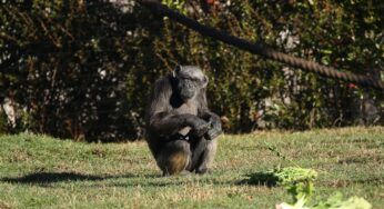 Il parco Natura viva saluta Judy, la scimpanzé più vecchia d’Europa