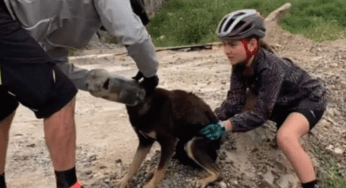 Cane rimane incastrato in una bottiglia: liberato da un gruppo di ciclisti