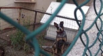 Rambo, il cucciolo che ha trascorso la sua vita in un terrazzo