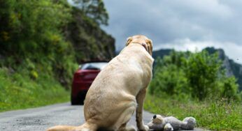 Ecosportello: il servizio online che salva gli animali