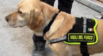 Luna, il cane che ha trovato quattro vittime nel crollo di Ravanusa