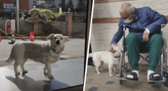 Cagnolina che aspetta da giorni fuori l’ospedale in cui è ricoverato il suo anziano proprietario