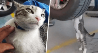 Il gattino adottato da un’officina a cui piace aiutare nel cambio gomme (VIDEO)