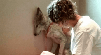 Cane lupo se ne stava sempre in un angolo finché non ha incontrato la partner perfetta