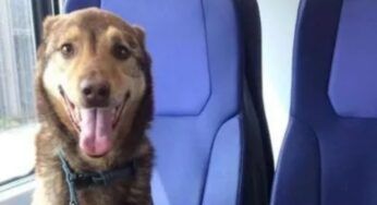 Boss, il cane in pensione che viaggia su un treno