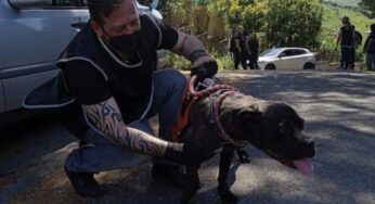 Cagnolina abbandonata in una casa disabitata a Roma