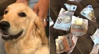 Cane mangia e strappa 1.100 euro: la Banca nazionale lo rimborsa