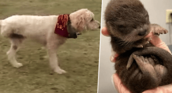 Cane senza una zampa e malato di cancro si lancia nel fiume per salvare una piccola lontra