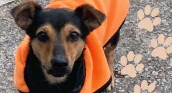 Coco, la cagnolina con l’antirabbica scaduta e trattenuta in aeroporto