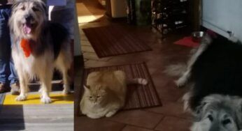 Teo è morto, il cane che sfidò un lupo per difendere il suo amico gatto