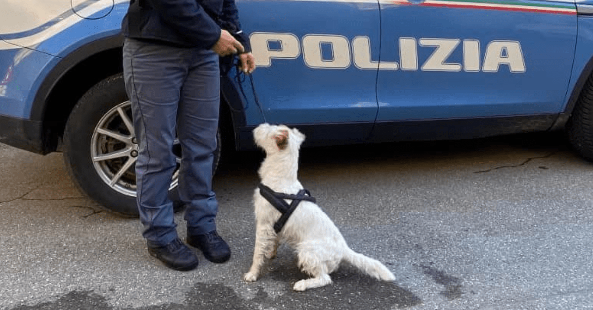 LEONE NARCOTRAFFICANTI JACK RUSSEL QUESTURA GENOVA