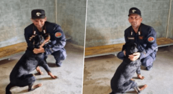 Legato con la catena sotto al sole cocente: Rottweiler salvato dai Carabinieri