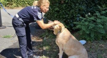 Labrador abbandonato a Cinisello Balsamo, messo in salvo: la condanna del Comune