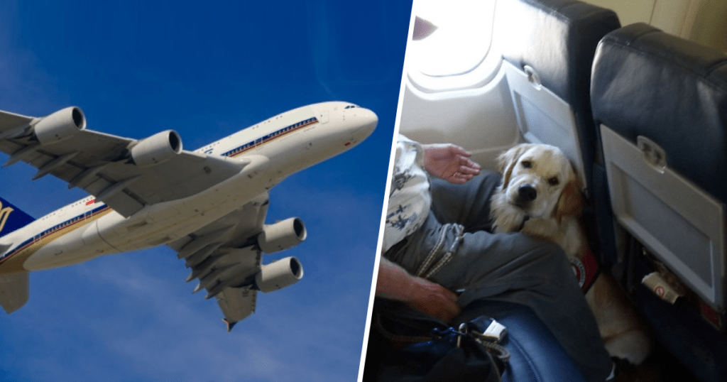 alitalia travel with pets