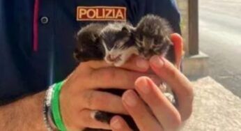 Tre gatti intrappolati sul tetto: salvati