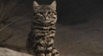 Il gatto più pericoloso al mondo è piccolo ma letale: occhio a questa razza