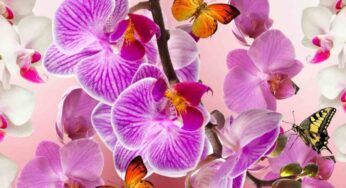 Orchidee fiorite tutto l’anno senza pesticidi, è lui l’alleato più potente